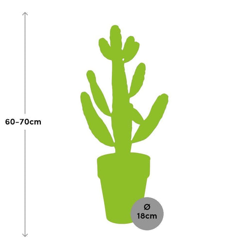Opuntia Consolea H65Cm - Indendørs Kaktus