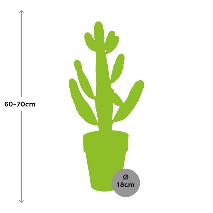 Opuntia Consolea H65Cm - Indendørs Kaktus