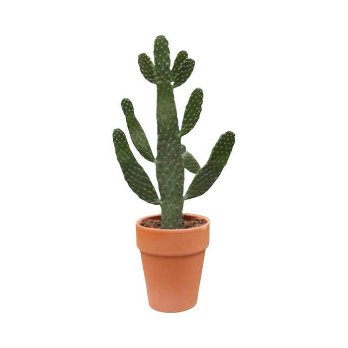 Opuntia Consolea H65Cm - Indendørs Kaktus