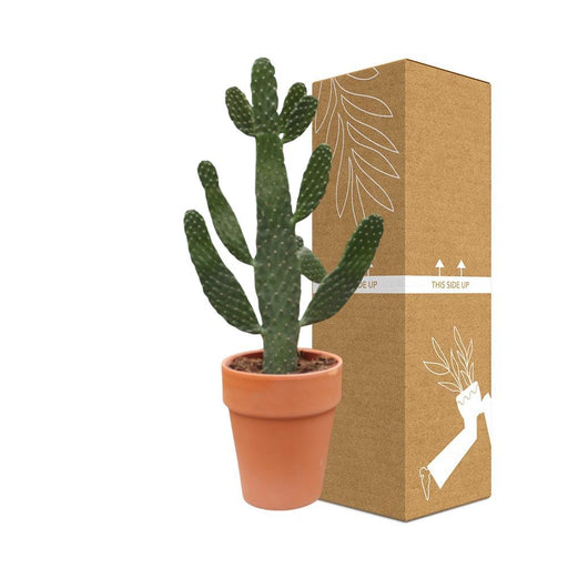 Opuntia Consolea H65Cm - Indendørs Kaktus