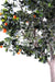Kunstigt Orangetræ 280Cm Til Indendørs Grøn Orange