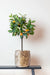 Orange Træ Kunstig Plante - H75Cm, Ø12Cm