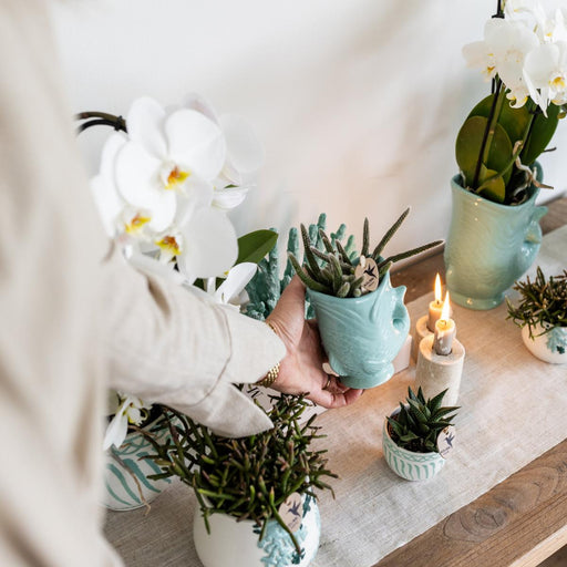 Hvid Amabilis Orchid Og Crassula Hobbit Orchid Med Turkise Potter