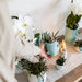 Hvid Amabilis Orchid Og Crassula Hobbit Orchid Med Turkise Potter