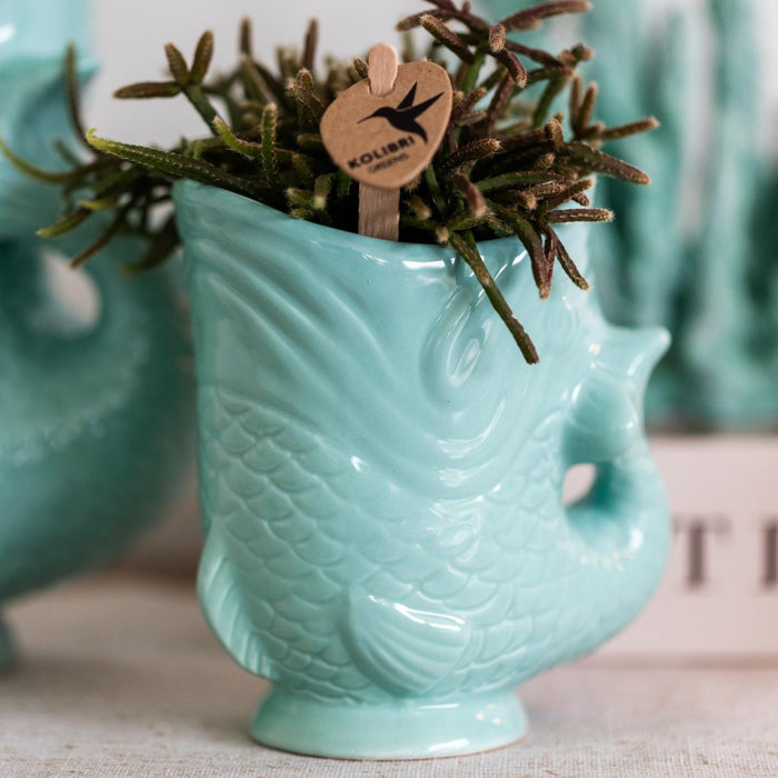 Hvid Amabilis Orchid Og Crassula Hobbit Orchid Med Turkise Potter