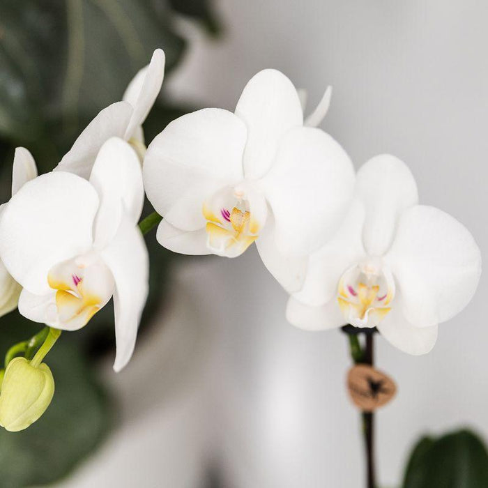 Hvid Amabilis Orchid Og Crassula Hobbit Orchid Med Turkise Potter