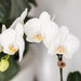 Hvid Amabilis Orchid Og Crassula Hobbit Orchid Med Turkise Potter