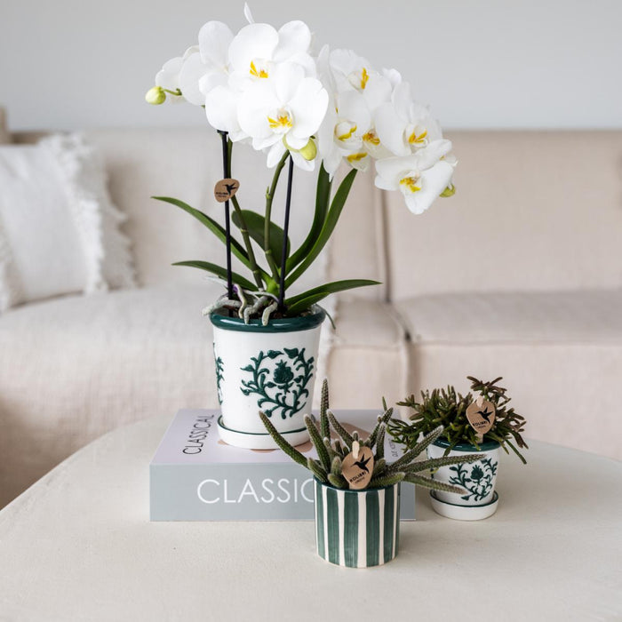 Amabilis Phalaenopsis Orchid + Grøn Malaga Pot