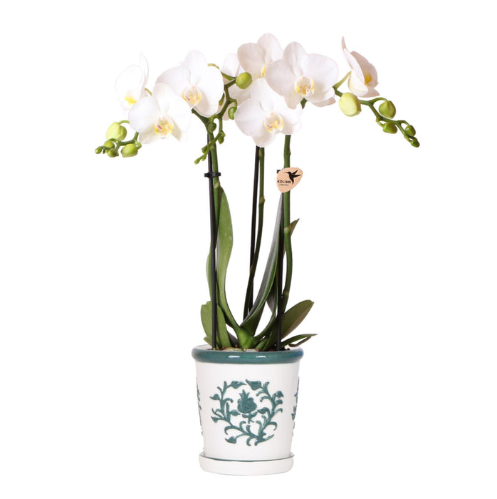 Amabilis Phalaenopsis Orchid + Grøn Malaga Pot
