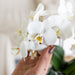 Amabilis Phalaenopsis Orchid + Grøn Malaga Pot