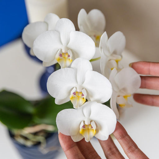 Hvid Amabilis Orchid + Candy Blue Pot
