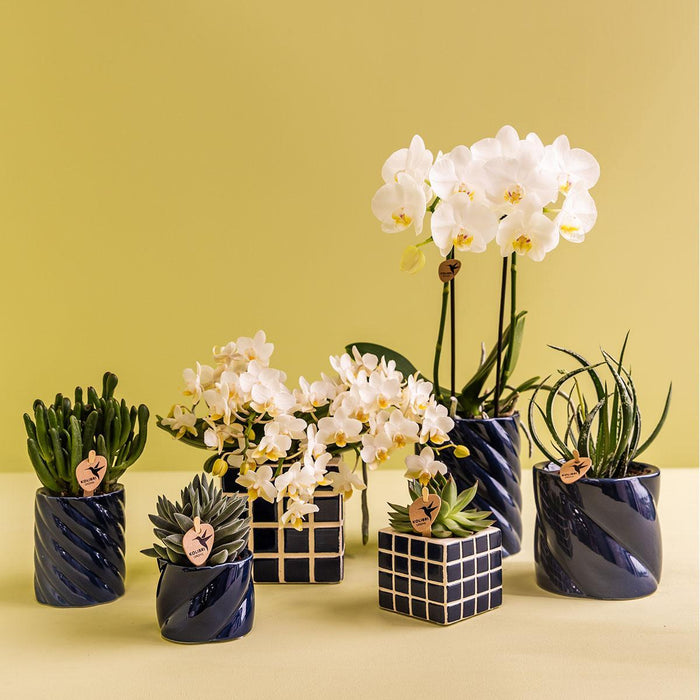 Hvid Amabilis Orchid + Candy Blue Pot