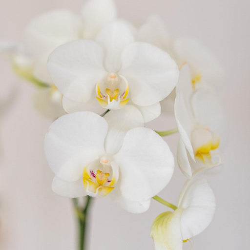 Hvid Amabilis Orchid + Candy Blue Pot