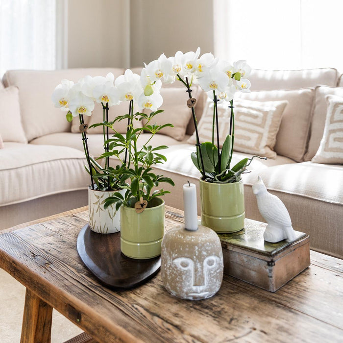 Amabilis Orchid I Keramisk Pot Grønne Blade