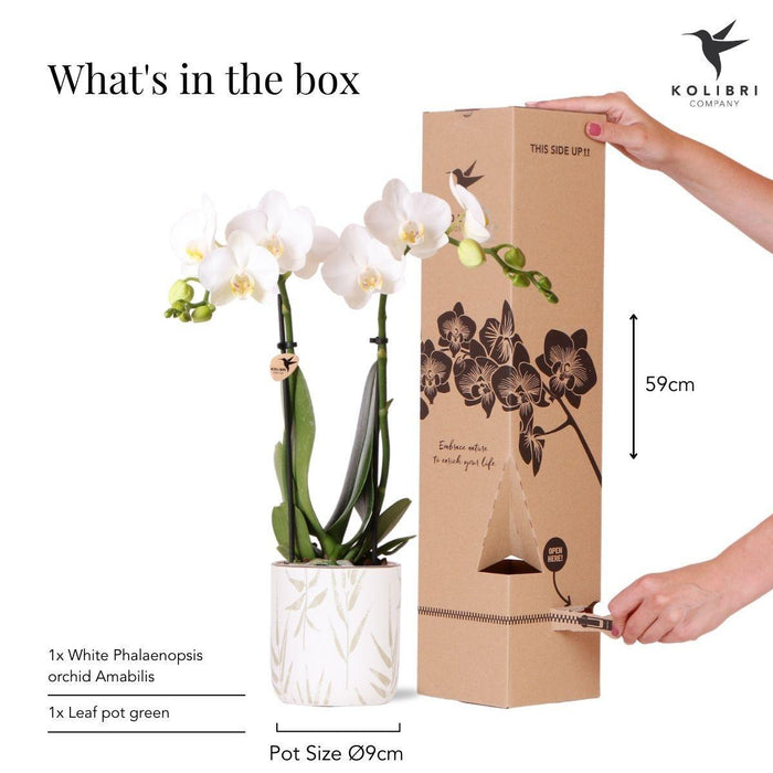 Amabilis Orchid I Keramisk Pot Grønne Blade