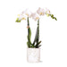 Amabilis Orchid I Keramisk Pot Grønne Blade