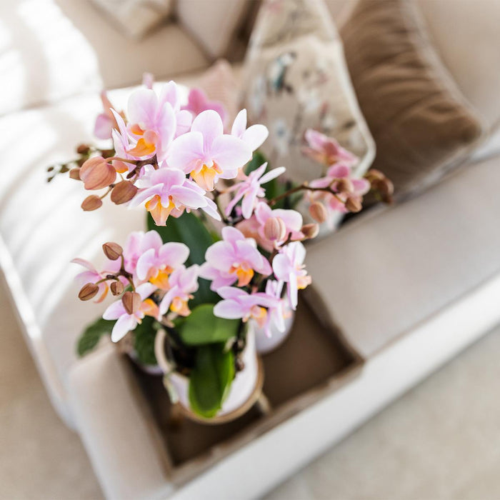 Andorra Orchid I Hvid Keramisk Pot
