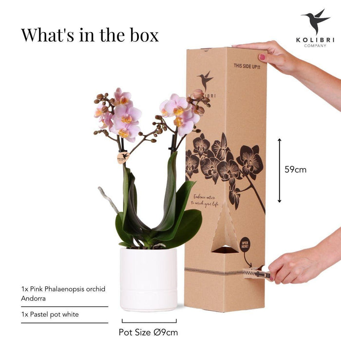 Andorra Orchid I Hvid Keramisk Pot