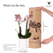 Andorra Orchid I Hvid Keramisk Pot