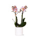 Andorra Orchid I Hvid Keramisk Pot