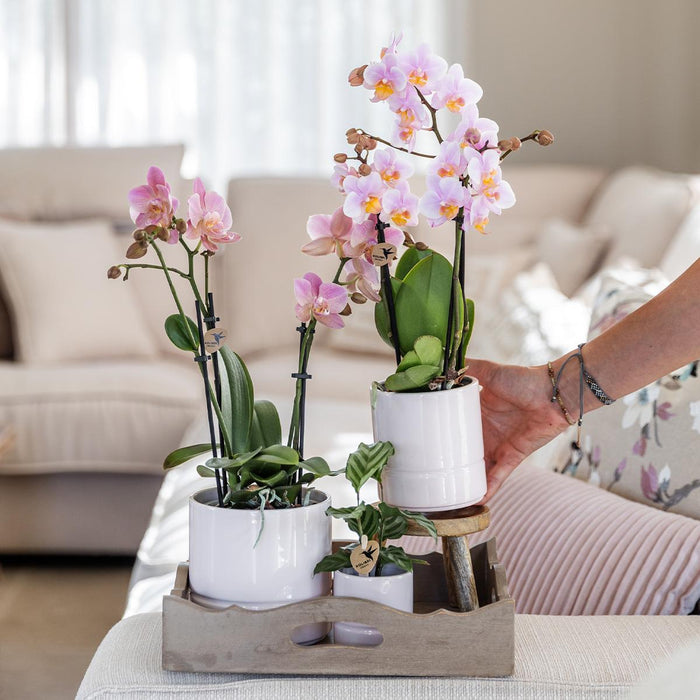 Andorra Orchid I Hvid Keramisk Pot