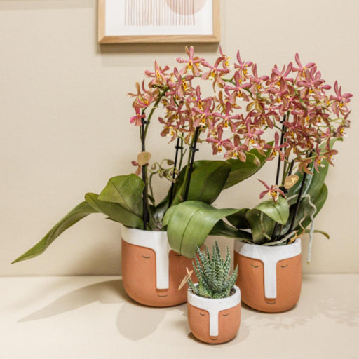 Potted Orange Spider Orchid - Blomstrende Stueplante