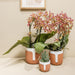 Potted Orange Spider Orchid - Blomstrende Stueplante