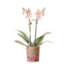 Potted Orange Spider Orchid - Blomstrende Stueplante