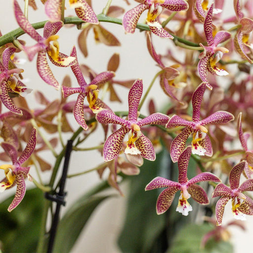 Potted Orange Spider Orchid - Blomstrende Stueplante