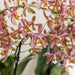 Potted Orange Spider Orchid - Blomstrende Stueplante