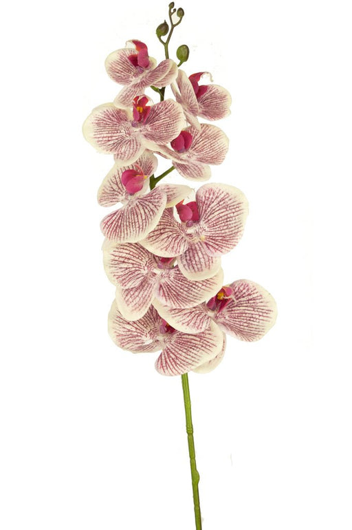 Kunstig Orkidé Real Touch Deluxe Fuchsia/Hvid