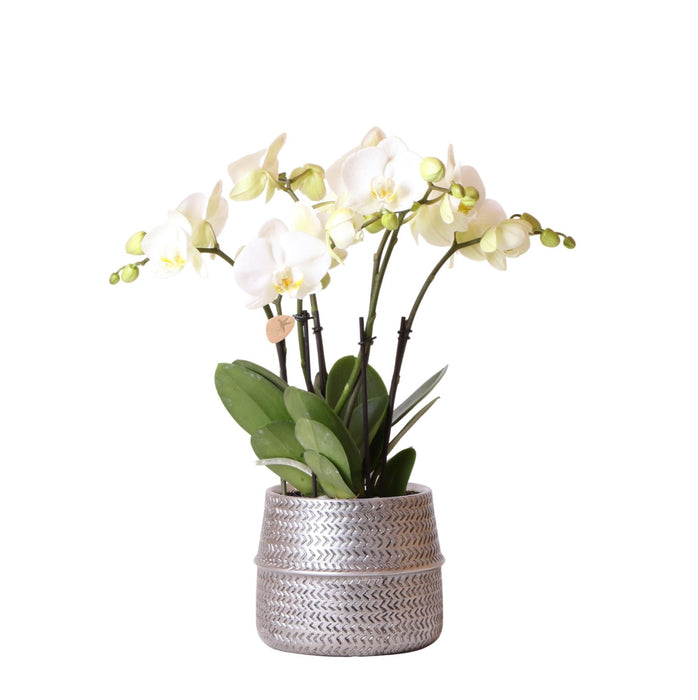 Hvid Orkidé Og Dens Sølvplantekasse - Ø12Cm - Blomstrende Stueplante