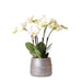 Hvid Orkidé Og Dens Sølvplantekasse - Ø12Cm - Blomstrende Stueplante