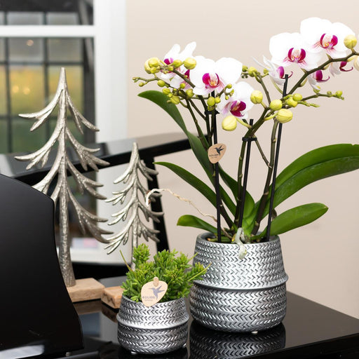 Hvid Orkidé Og Dens Sølvplantekasse - Ø12Cm - Blomstrende Stueplante
