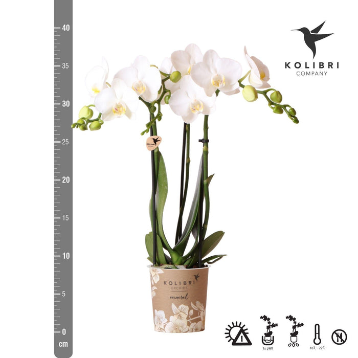 Hvid Orkidé Og Dens Plantekasse - H35Cm, Ø9Cm