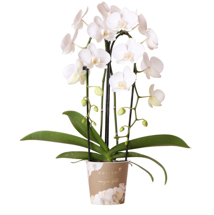Hvid Orkidé - Ø12Cm - Stueplante