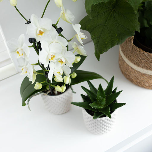Hvid Orkidé - Ø12Cm - Stueplante