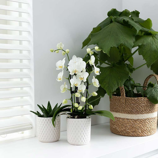 Hvid Orkidé - Ø9Cm - Stueplante