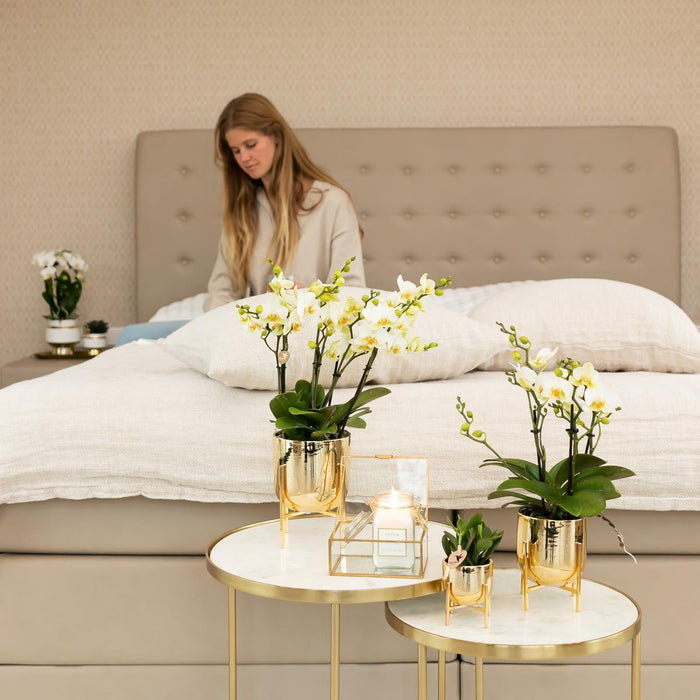 Hvid Orkidé - Ø9Cm - Stueplante