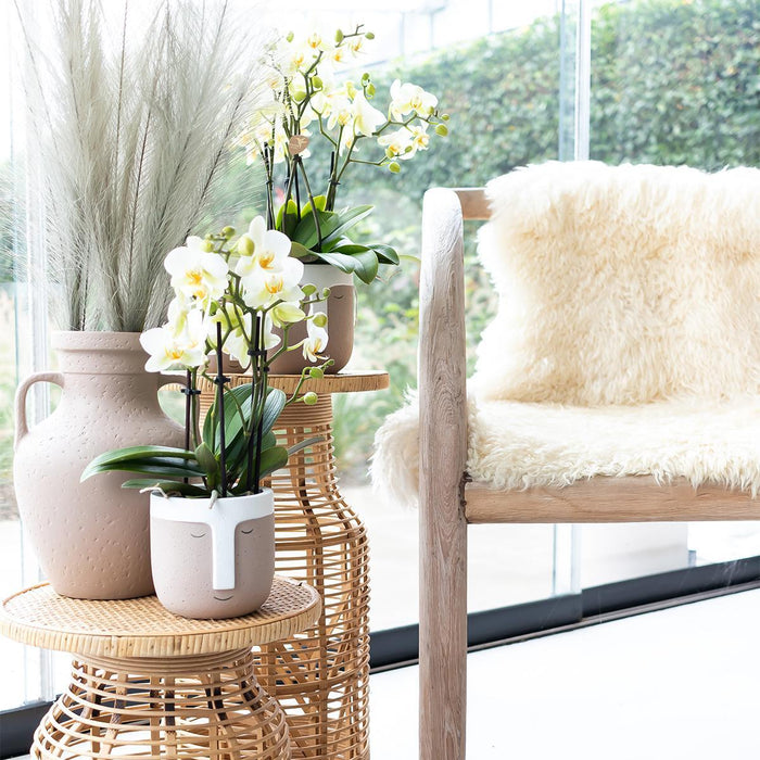 Hvid Orkidé - Ø9Cm - Stueplante