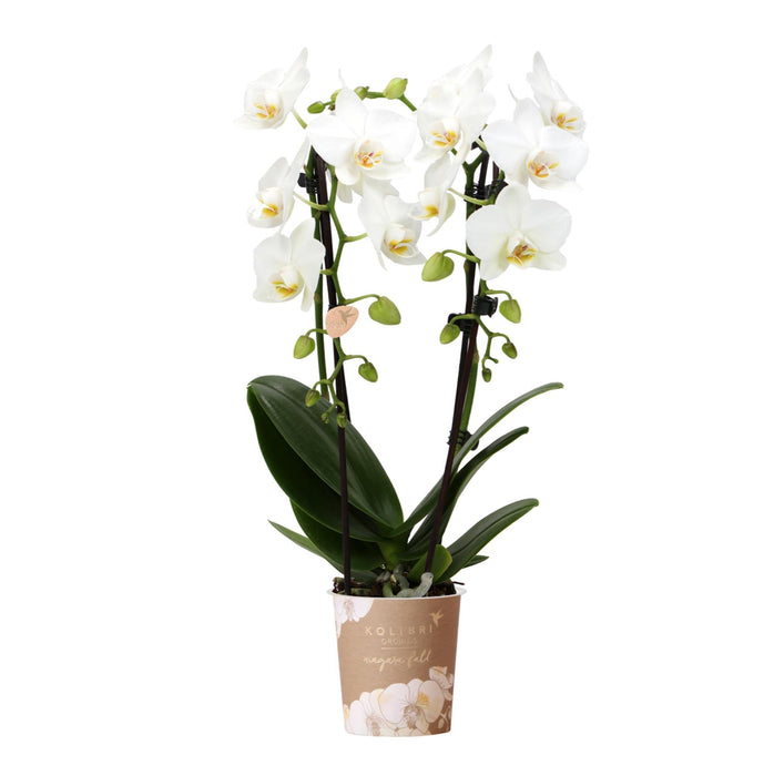 Hvid Orkidé - Ø9Cm - Stueplante