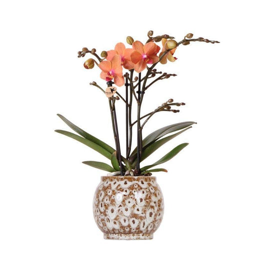 Orange Bolzano Orchid I Keramisk Safari Pot