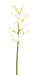 Kunstig Cymbidium Orchid 100Cm Hvid