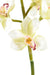 Kunstig Cymbidium Orchid Creme 100Cm