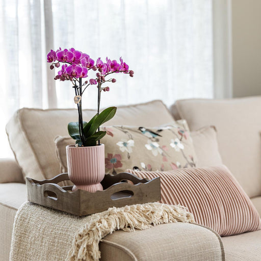 Pink El Salvador Orchid I Ribbet Diabolo Pot
