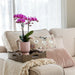 Pink El Salvador Orchid I Ribbet Diabolo Pot