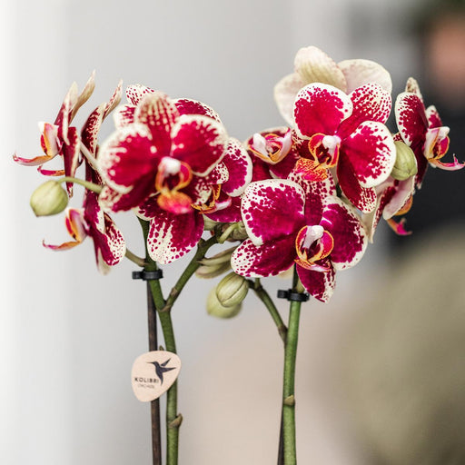 Rød/Gul Spanien Orkidé Med Bee Pot – Blomsterstueplante