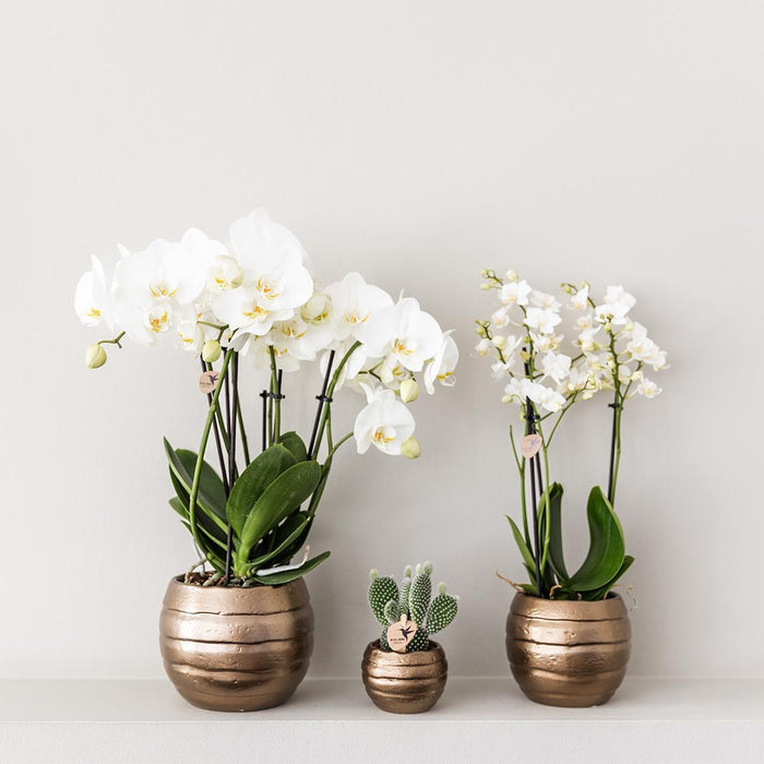 Rød/Gul Spanien Orkidé Med Bee Pot – Blomsterstueplante