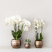 Rød/Gul Spanien Orkidé Med Bee Pot – Blomsterstueplante