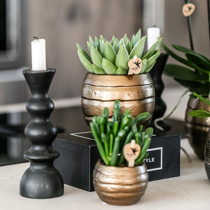 Rød/Gul Spanien Orkidé Med Bee Pot – Blomsterstueplante